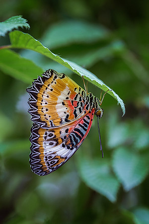 Lacewing