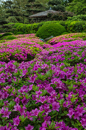 Azaleas in the Japanese Garden