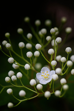 Bursting into Spring