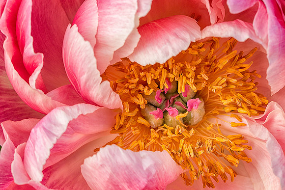 Peek-a-Boo Peony