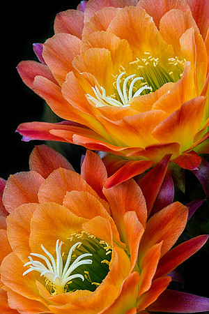 Echinopsis 'Apricot Glow'
