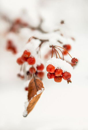 Crabapples in Winter