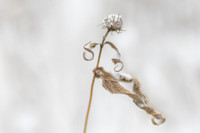 Snow Dance