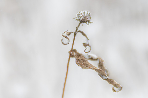 Snow Dance