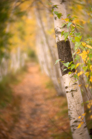 Hemlock Road, Acadia
