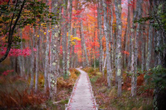 Jesup Path, Acadia
