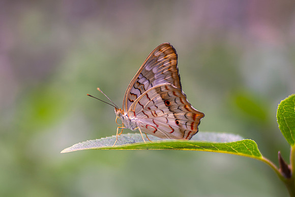 White Peacock