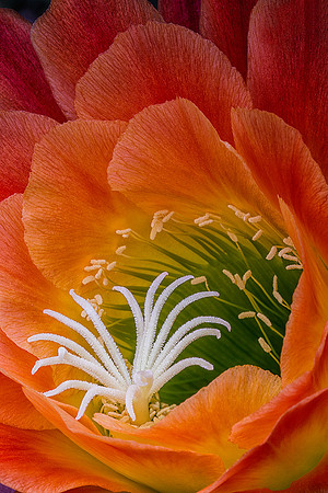 Echinopsis 'Apricot Glow'