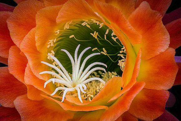 Echinopsis 'Apricot Glow'
