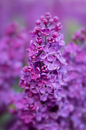 Lilacs