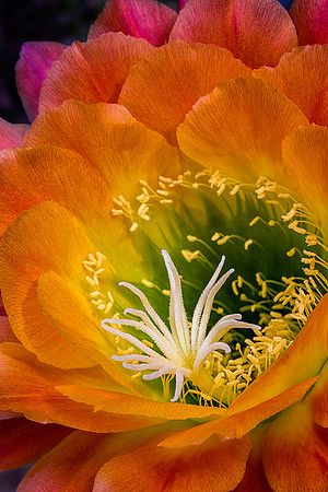 Echinopsis 'Apricot Glow'