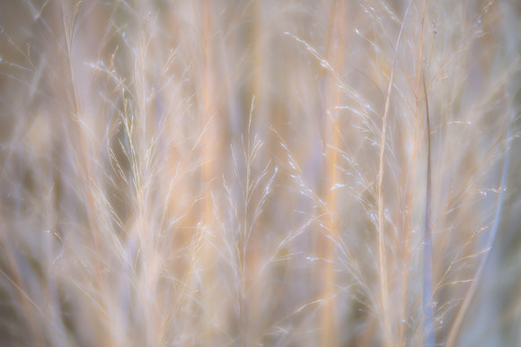 Winter Grasses