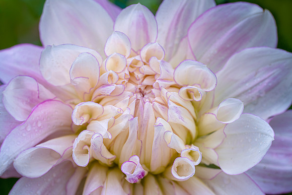 Dahlia 'Mother's Love'