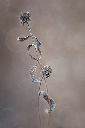 Pas De Deux