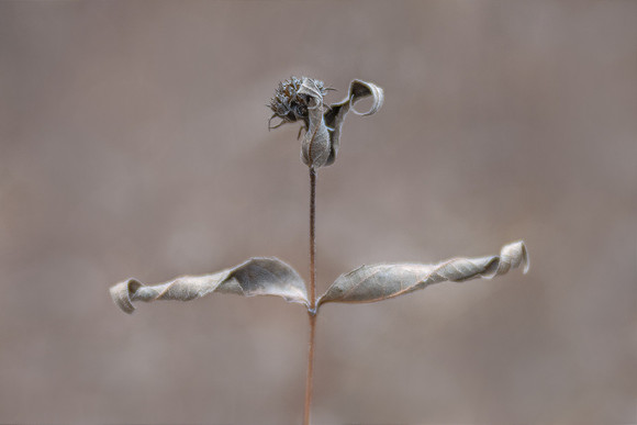 Leaping Across the Winter Stage