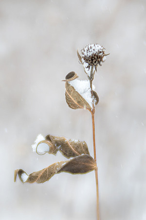 Snow Dancer