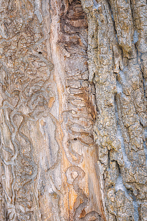 Tree Etchings