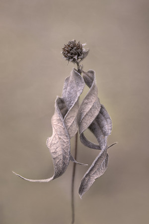 Winter Wrap
