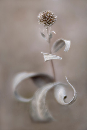 Winter Dancer