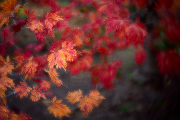 Fernleaf Japanese Maple