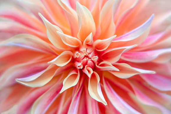 Dahlia 'Labyrinth'