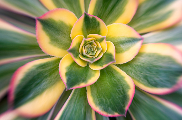 Agave