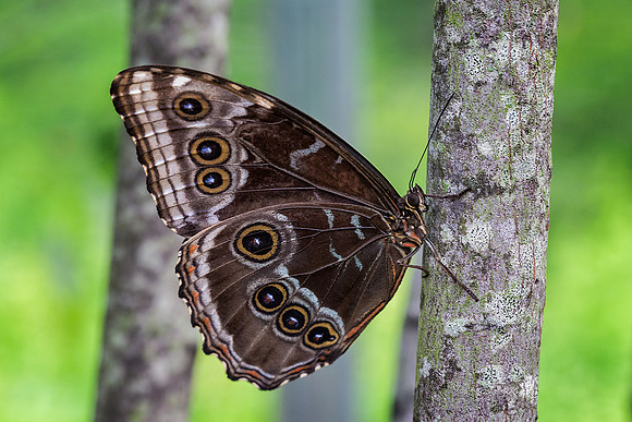 Blue Morpho