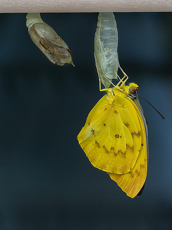 Orange Emigrant