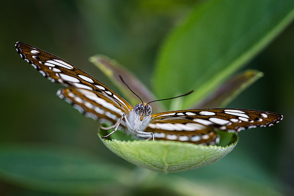 Common Sergeant