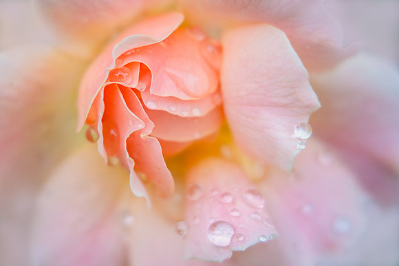 Raindrops on Roses
