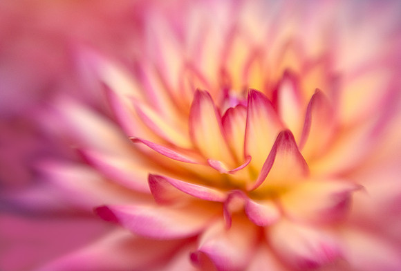 Dahlia