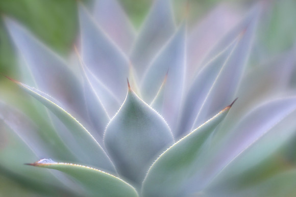 Blue Glow Agave