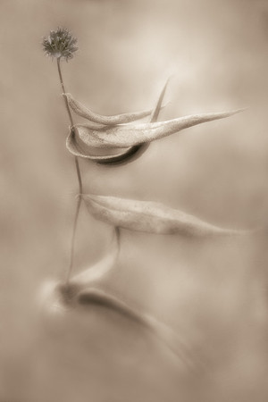 Windblown