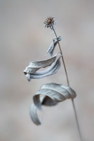 Woodland Dancer