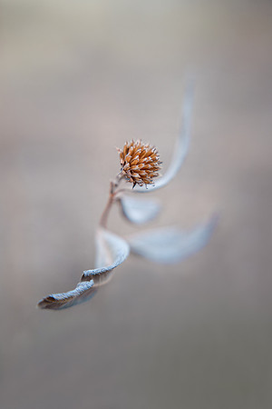 Last Dance