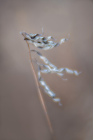 Ribbons