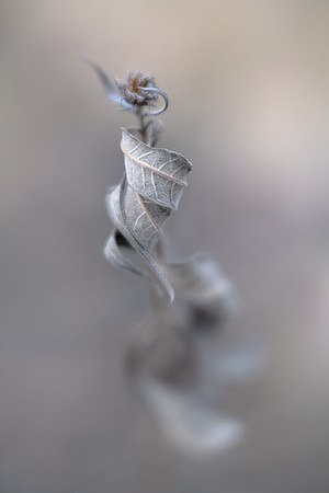 Pirouette