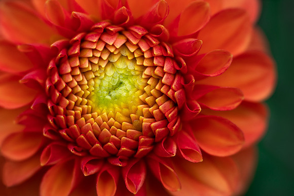 Dahlia 'Camano Buz'