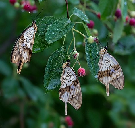 3 Male Mocker Swallowtails hanging out in the Serviceberry tree
