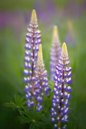 Lupines on Madeline Island