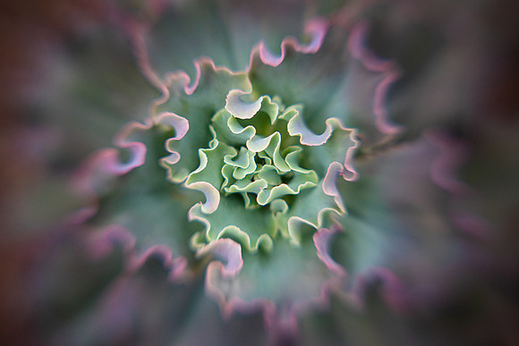 Echeveria Ruffles
