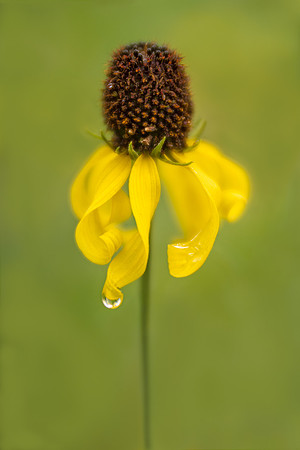 Rain Dancer