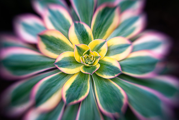 Aeonium ''Sunburst'
