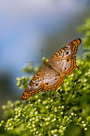 White Peacock