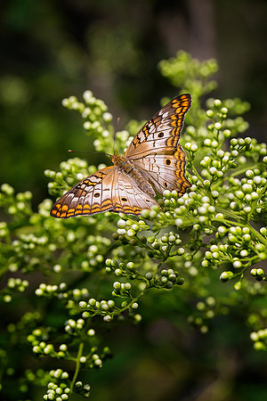 White Peacock