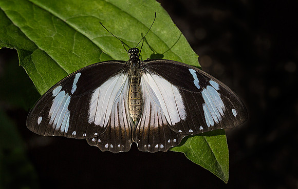 Female Mocker Swallowtail
