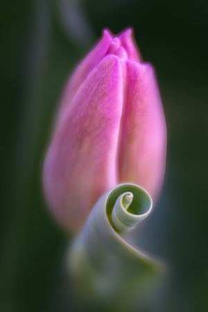 Tulip Curl