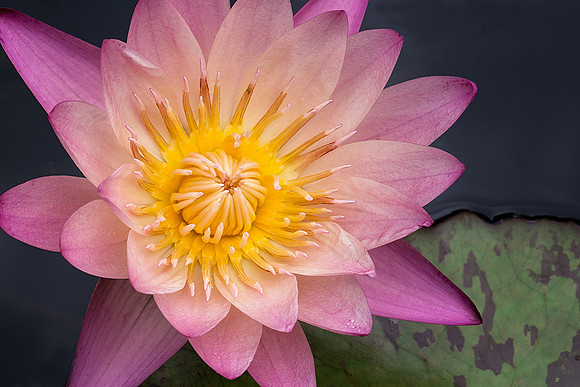 Waterlily