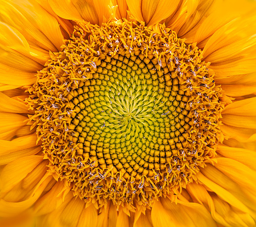 Sunflower Patterns