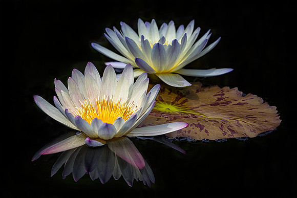 Waterlilies